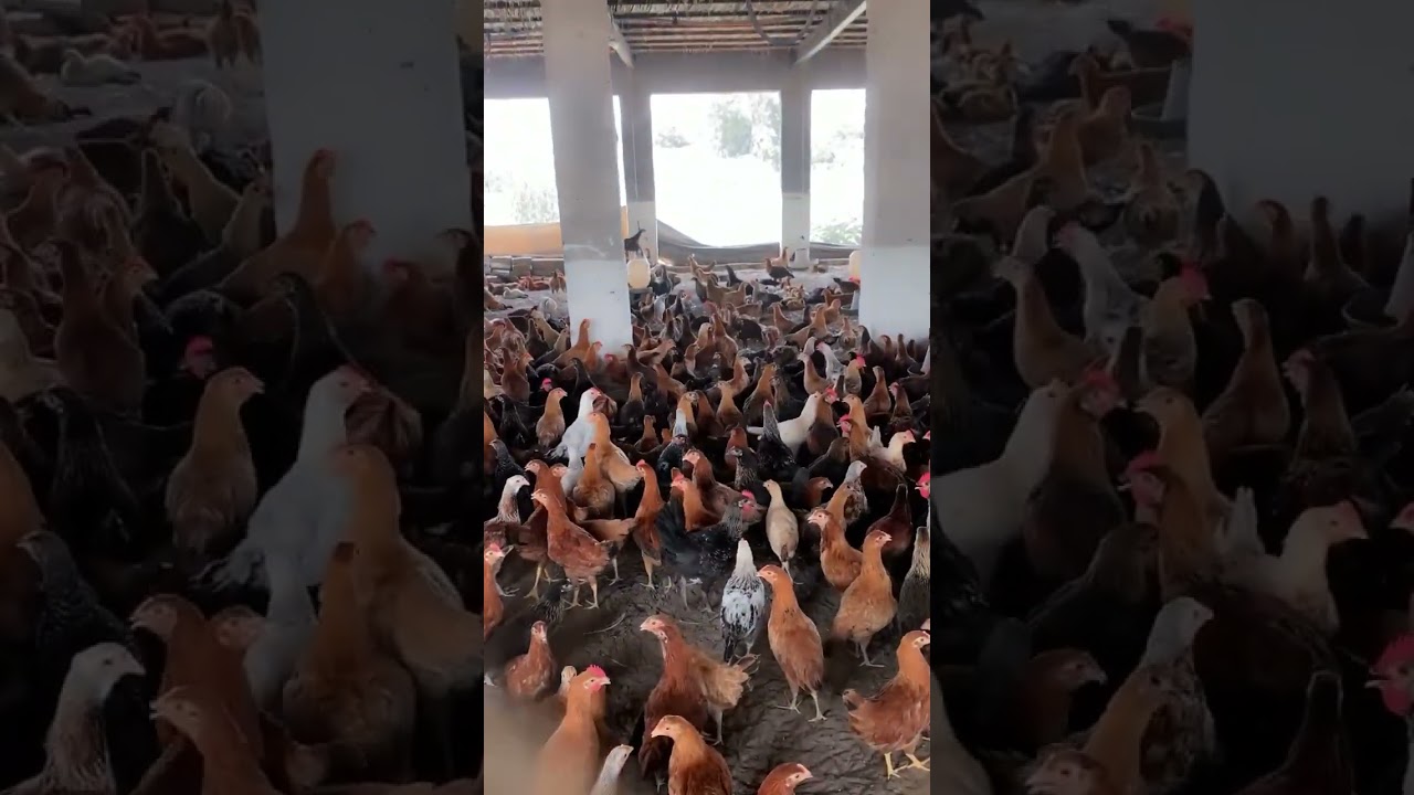 Golden chicken management 