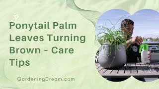 Ponytail Palm Leaves Turning Brown  Care Tips