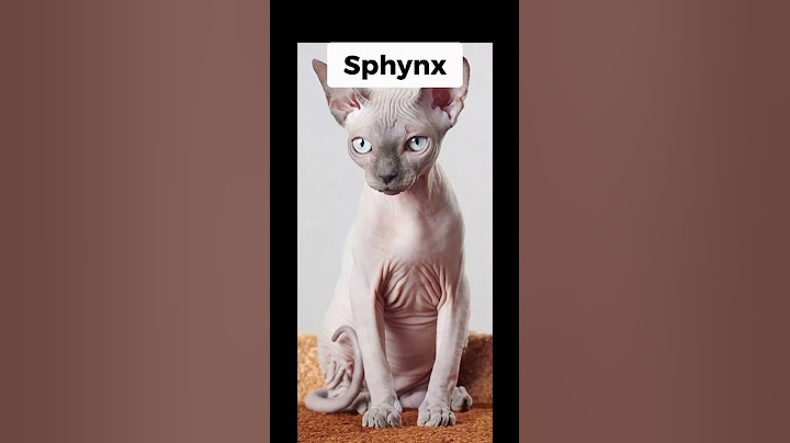 Quelle est la race de chat que tu es ? #chat #race