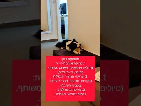 איך לגרום לכלב להפסיק להציק לנו בבית? אילוף הכלב לאיפוק, רוגע וריסון עצמי.