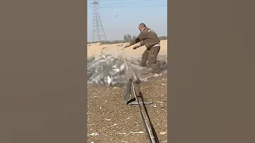 Easy Bird S Trap Pigeon S Trap A5 Maker Shorts Short Shorts Video 