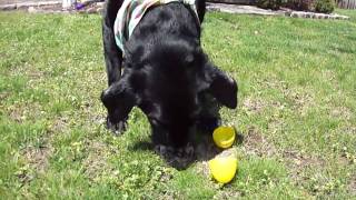 My Dog Petee Easter Egg Hunting!