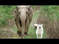 When my dog brings home a friend funniest animals 2023