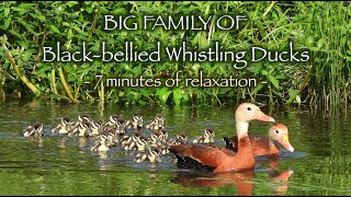 BIG FAMILY of Blackbellied Whistling Ducks