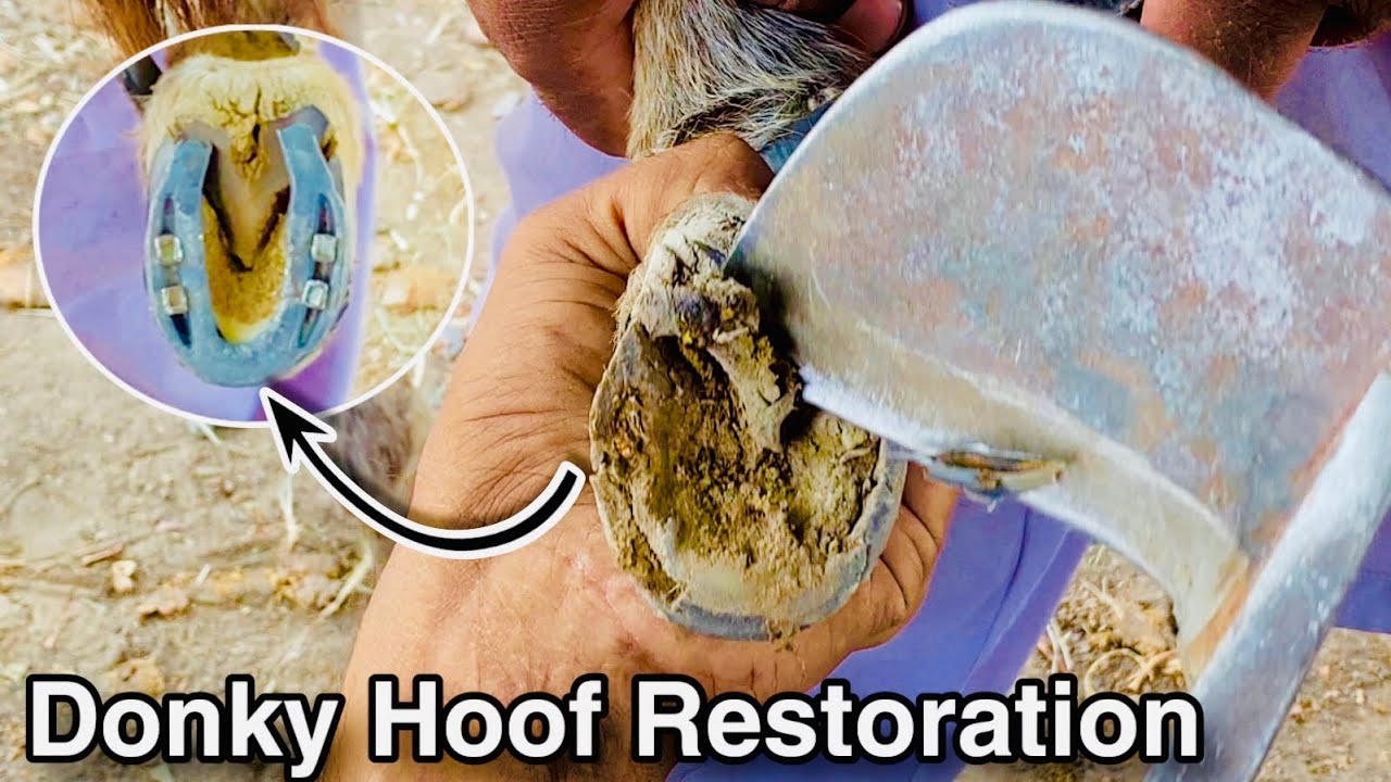 Donkey Front and Back Hoof Restoration | Hoof Trimming - YouTube