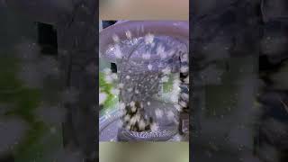 Развожу креветку Амано #аквариумистика #aquarium #разведениекреветок