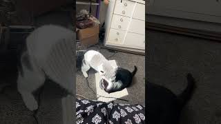 Jimmy & Sookie Play-Fighting #cat #cats #catshorts #catvideos