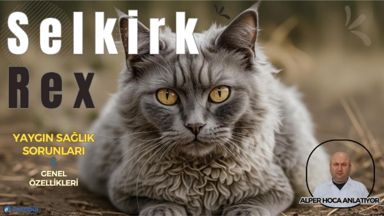 Selkirk Rex Kedisi Yaygın Sağlık Sorunları