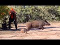 Chasse sanglier au maroc chichaoua    wild boar hunting 20232024  partie 13