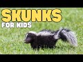 Skunk Behavior and Ecology