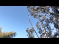 Descolgando un árbol de Eucaliptus de unos 130ft de altura Usando frenó de fricción o el niño