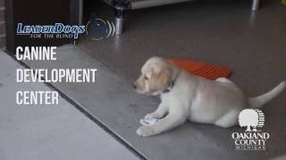 Leader Dog Canine Development Center