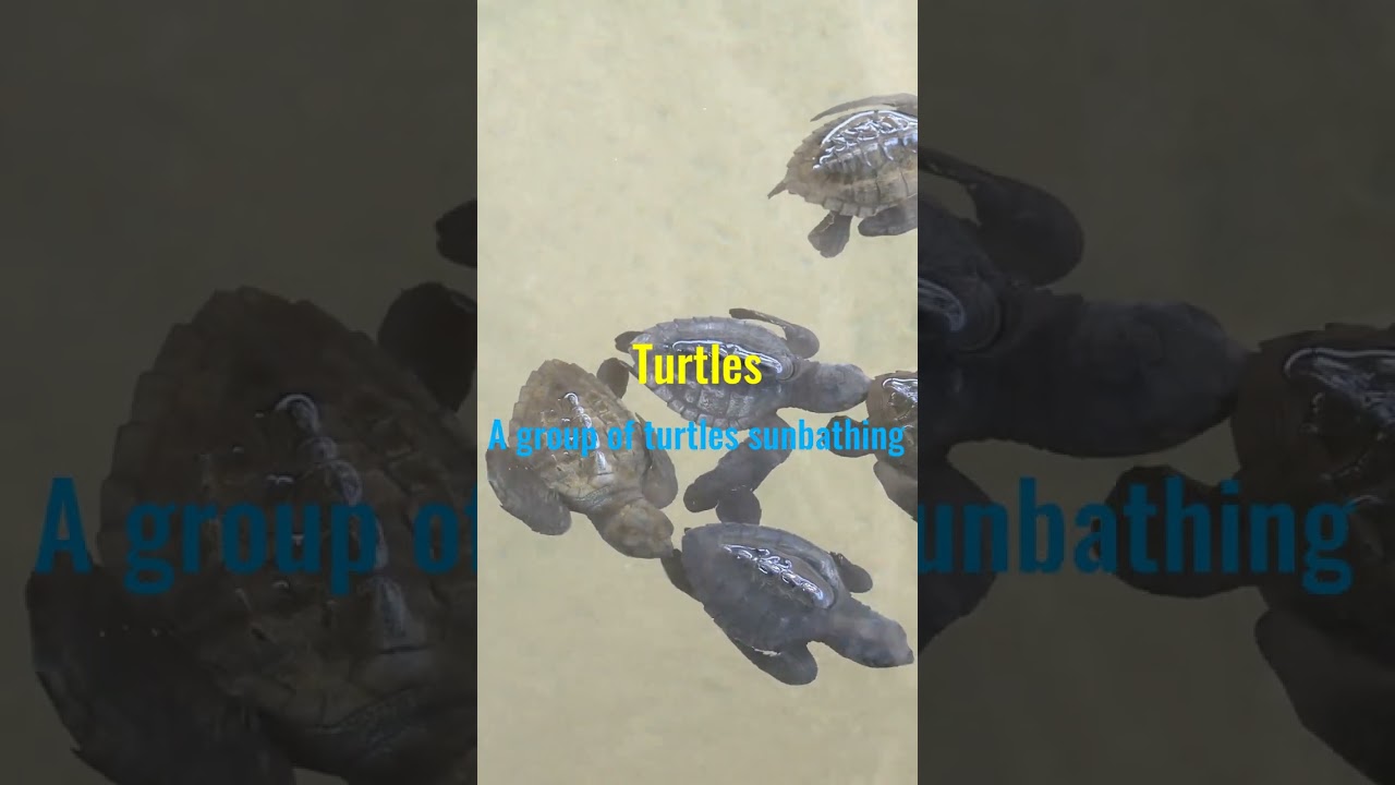 A group of turtles sunbathing