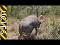 Water Buffalo (CAUGHT BAREHANDED) with Andrew Ucles & Adam Greentree