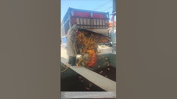 Using fire to "open the floodgates" for unloading corn: speed and efficiency.