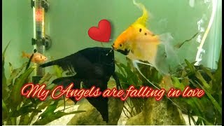 My Angels are falling in love || Angel fish mating behaviour || Angel fishes in aquarium
