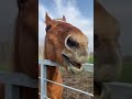 バナナを食べるタイキシャトル