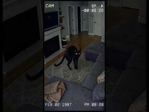CCTV Captured a Black Cat Transforming Into a Demon 👿😱 #horror #cctv #scary #jumpscare #viral