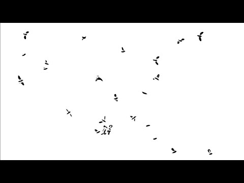 2021年 9月11日 flying insects in slow motion - YouTube