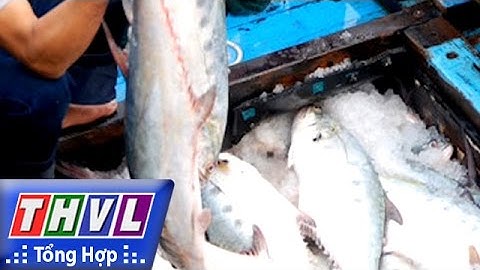 THVL | Chào buổi sáng: Ngư dân tỉnh Quảng Trị trúng mẻ cá bè quỵt trị giá hơn 5 tỷ đồng