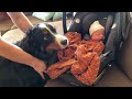Bernese Mountain Dog Meets Newborn Baby Brother