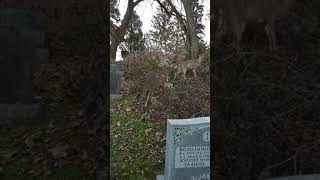 Deer in Park Lawn Cemetery