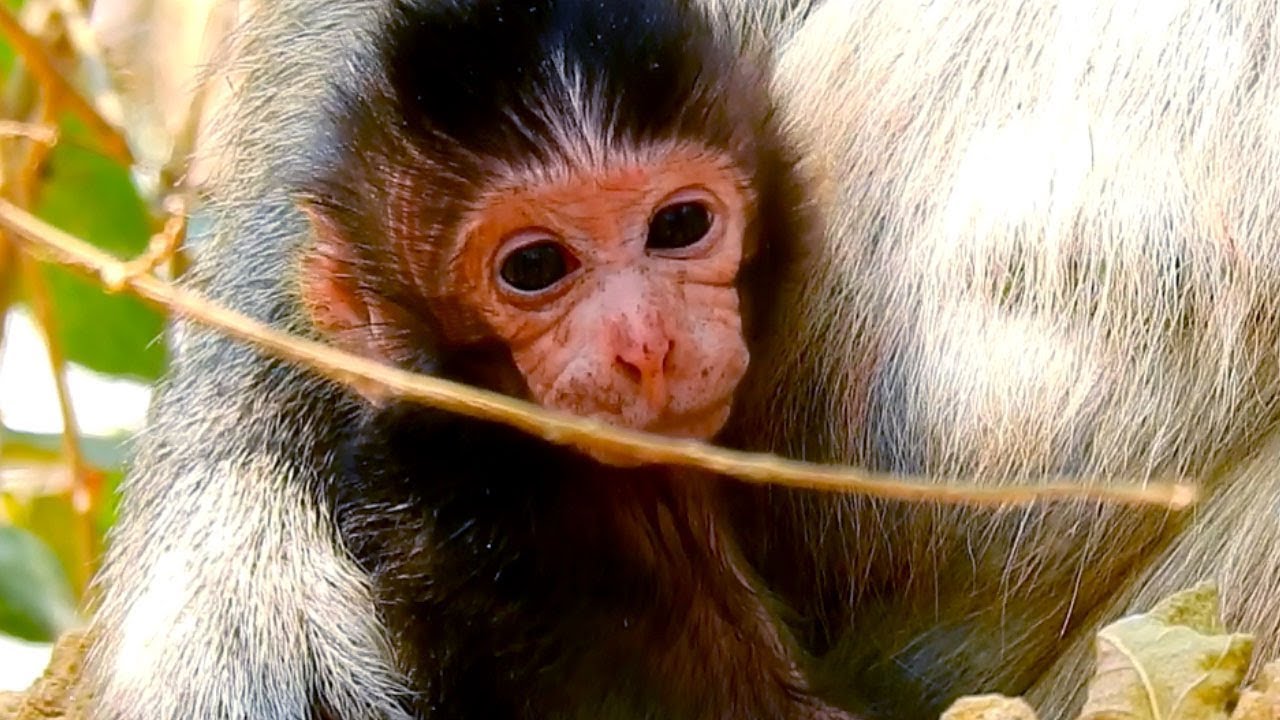 Huge & Dirty Face, New Born Baby Monkey In Mila Group, But Mom Take Care So Much, Hugging Forever