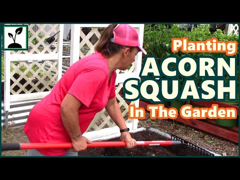 Video: Trồng Acorn Squash - Cách Trồng Acorn Squash