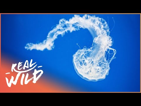 Box Jellyfish The World S Deadliest Creature Animal Documentary 