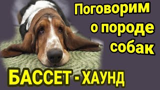 Бассет-хаунд .Особенности характера и дрессировки . Трюки / Bassethound .Circus training . Tricks . by Circus Yakubovskie.ru 6,880 views 2 years ago 13 minutes, 16 seconds