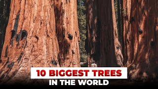 10 BIGGEST Trees in the World