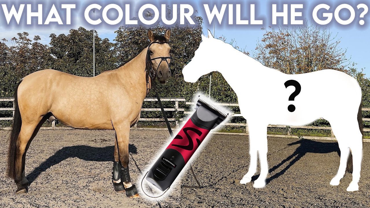 CLIPPING MY HORSE (so satisfying!) what colour will he go?! YouTube