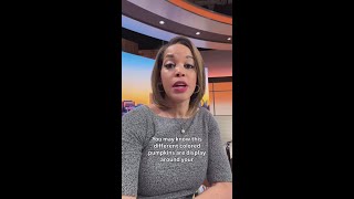 The meaning behind pumpkin colors Wealth