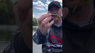 How to Rig a Carolina Rig with a TUBE for Big Bass!