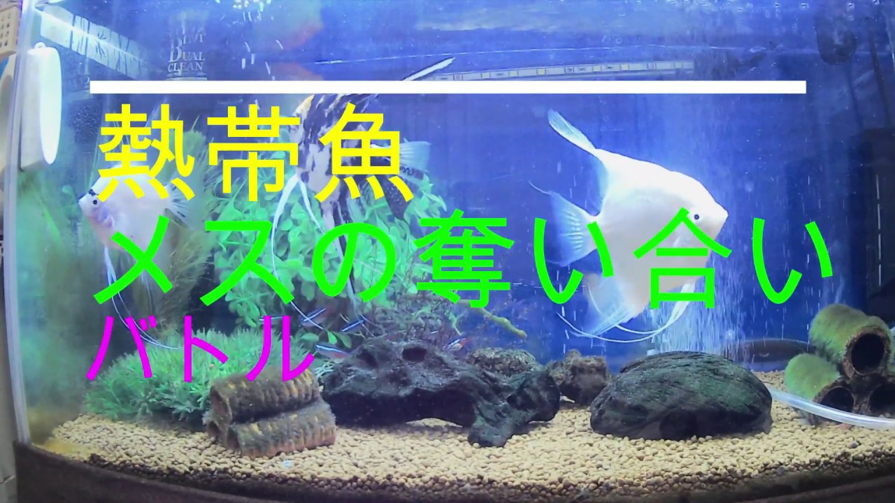 熱帯魚の喧嘩 エンジェルフィッシュの喧嘩 Youtube