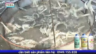 Chăm sóc tôm bằng thảo dược - giúp tôm khỏe phát triển nhanh