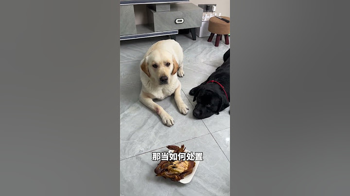 狗：这次我认栽了，给我等着！ #狗子成精了 #当你有只嘴馋小狗 #萌宠出道计划 #狗狗的心思都写在脸上了 #拉布拉多