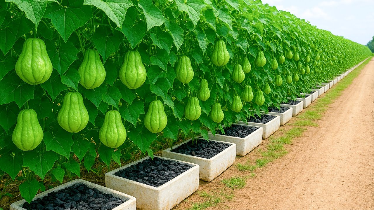Old Socks? Charcoal? An Unusual but Effective Way to Grow Chayote at Home!