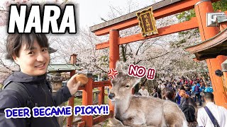 Sakura Travel Season in Nara, Too Many Deer Cracker and Deer Get Picky! Seafood Unique Hotpot Ep.478 by Rion Ishida 28,534 views 1 month ago 40 minutes