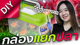 กล่องแยกปลา #DIY ทำง่ายมากก!!!- SNC FISHROOM #DIY #กล่องแยกปลา #ปลาสวยงาม