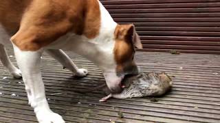 Dog kills HUGE rat in the garden   Emergency Pest Control Service in London | Environ Pest Control