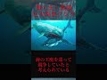 【ゆっくり解説】海の最強生物、肉食クジラ