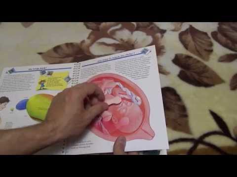 "Откуда берутся дети". Детская энциклопедия.