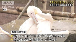 多摩動物公園でカモが鳥インフル陽性　あすから休園(2023年2月15日)