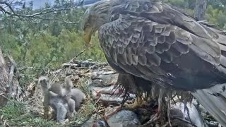 White-tailed eagles | Little eaglet bonking the big brother from the back side | May 12, 2024