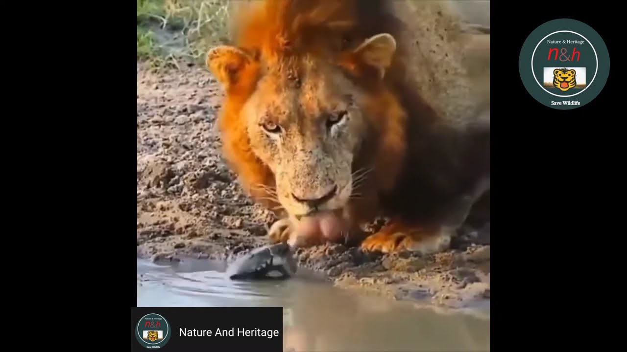 Turtle Chases Lions Away from his Watering Hole. NatureAndHeritage🐯