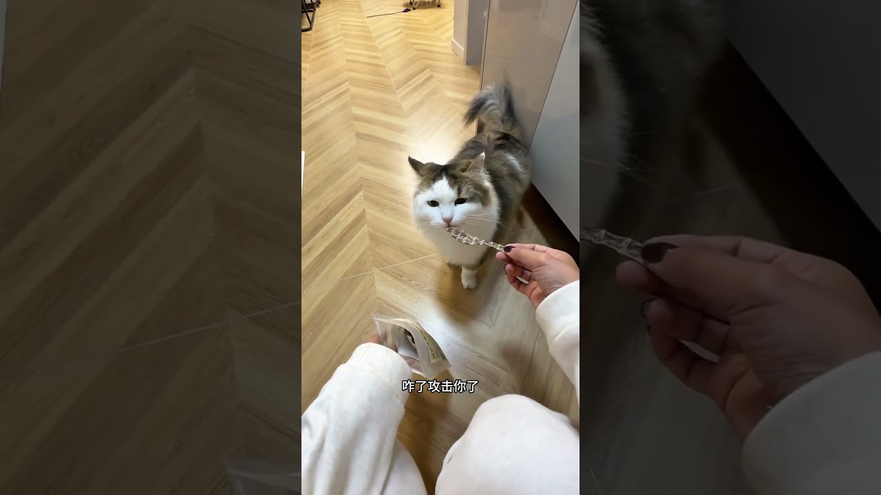 VlogParents remember to deworm regularly#Daily records of cute pets#Pet vlog#Me and my cat