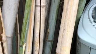 Big Bamboo Instrumental