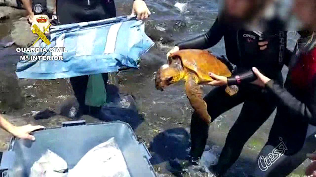 Rescatan esta tortuga cerca de Gran Canaria