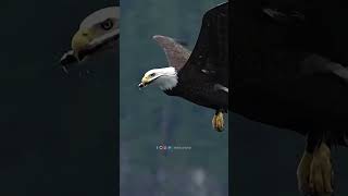 Can An Eagle Swallow A Fish While Flying  bird eagle ginaf  Glad Im Not A Fish shorts